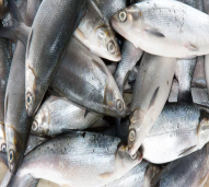 Ikan Bandeng