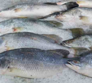 Ikan Kakap